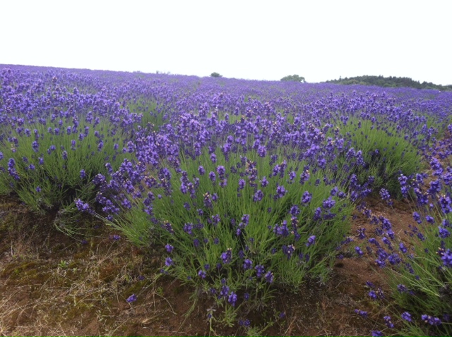 lavender01.jpeg