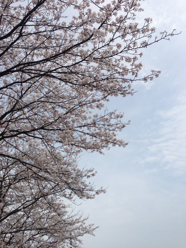 sakura0402.jpg