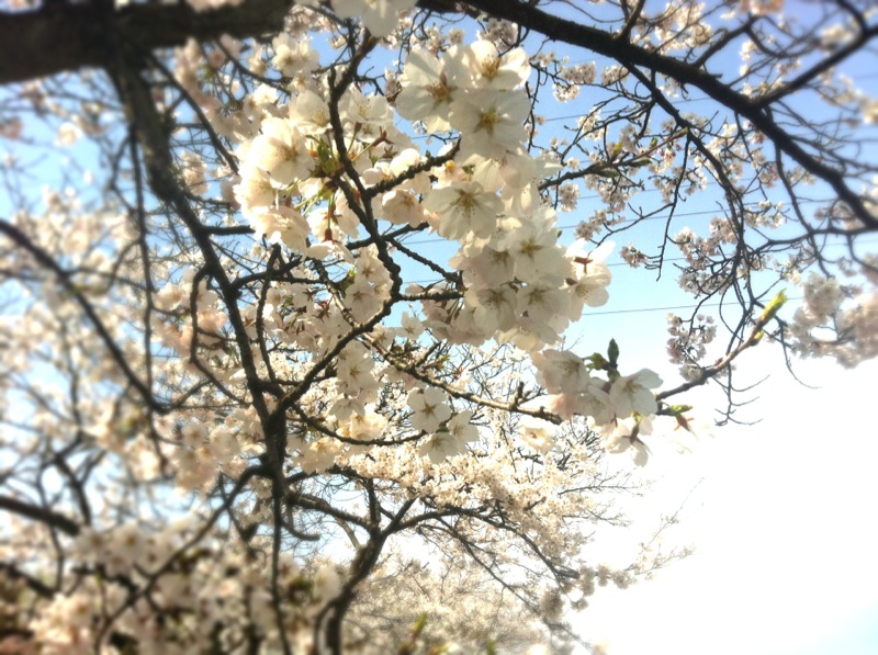 sakura120412.jpg